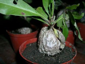 Terapi Sarang Semut