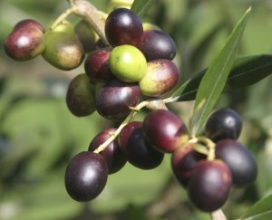 buah zaitun