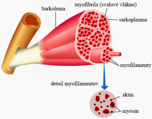 sarkolema
