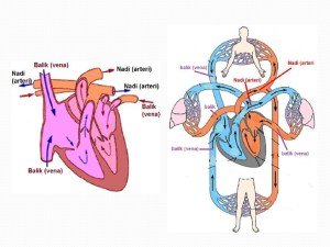 Pembuluh Vena