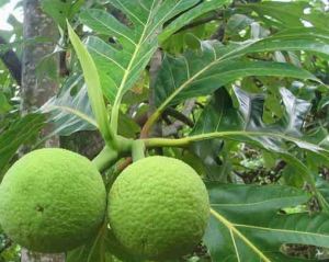 Daun Sukun Banyak Manfaat