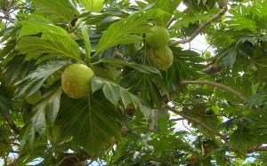 daun sukun
