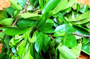daun sirsak