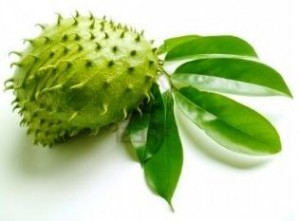 daun sirsak