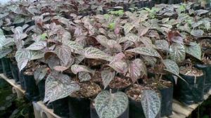 Terapi Daun Sirih Merah