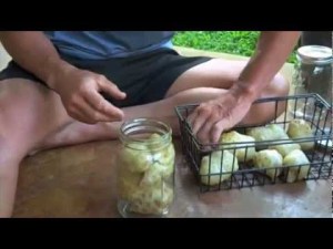 mengkonsumsi jus buah mengkudu