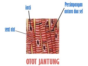 otot jantung