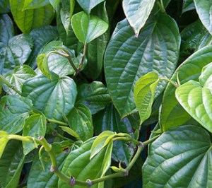 Daun Sirih Sinergis
