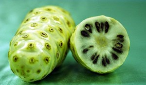 Terapi Buah Mengkudu