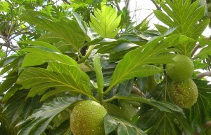 sukun