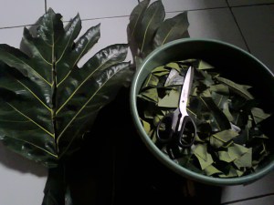 air rebusan daun sukun