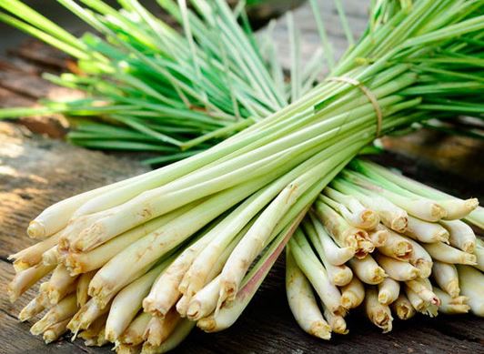 Tips Memilih Obat jantung Tradisional
