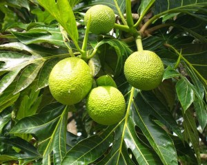 Daun Sukun