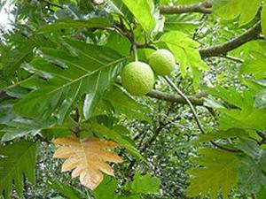 daun sukun