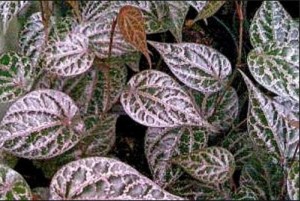 daun sirih merah
