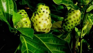mengkudu