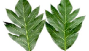 daun sukun