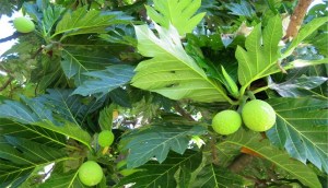 Daun Sukun